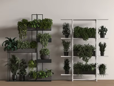 Stylish Indoor Potted Bonsai Plants Arranged on Multi Tiered Shelves for Home Decor 3d model