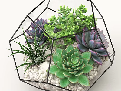 Geometric Glass Vase With Various Succulent Plants Green And Purple Leaves And White Pebbles 3d model