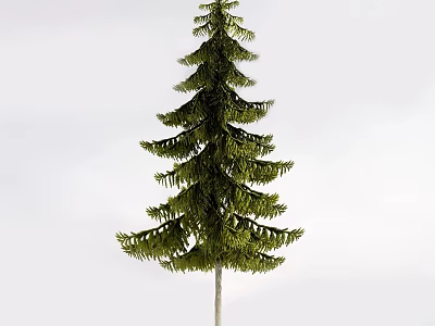 Tall Green Arbor Tree With Lush Foliage And Light Colored Trunk Against White Background 3d model