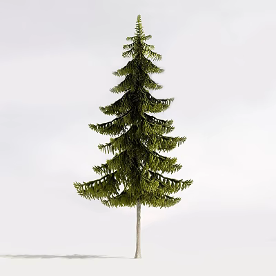 Tall Green Arbor Tree With Lush Foliage And Light Colored Trunk Against White Background 3d model