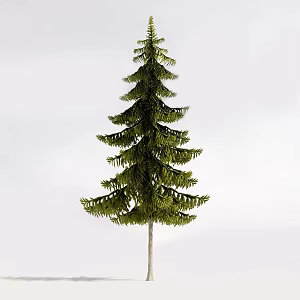 conifer tree big tree 3d model
