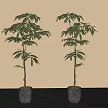 Two Bonsai Plants With Slender Trunks Lush Green Leaves In Dark Pots Beige Wall Dark Floor