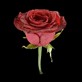 Beautiful Red Rose with Dew Drops on Petals Against Black Background and Green Stem Leaves