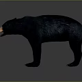 Realistic Black Bear Figure In Standing Pose With Open Mouth And Detailed Fur