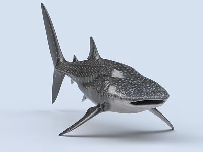 Whale Shark Aquatic Animal With Spotted Skin Gray Body And Detailed Fins 3d model