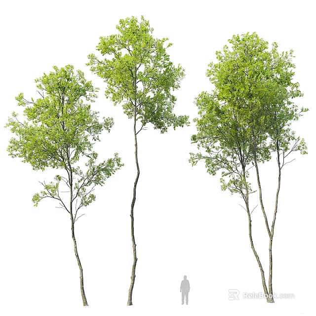 Three Tall Arbor Trees With Green Leaves And Slender Trunks In Natural Growth 3d model 
