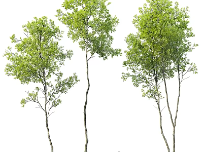 Three Tall Arbor Trees With Green Leaves And Slender Trunks In Natural Growth 3d model