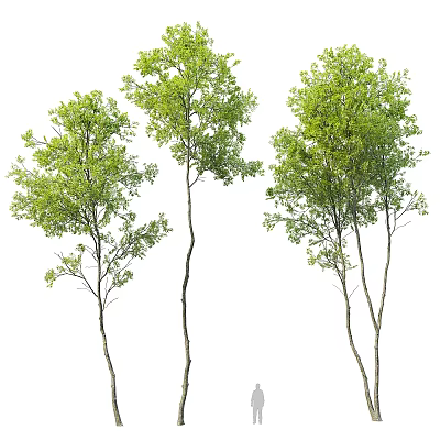 Three Tall Arbor Trees With Green Leaves And Slender Trunks In Natural Growth 3d model