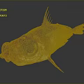 Vibrant Deep Sea Fish With Visible Organs Large Eyes Sharp Spines And Open Mouth