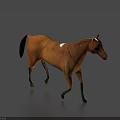 Realistic 3D Brown Horse With White Patch Standing On Blue Background With Shadow 3d model