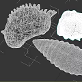 Decorative Shell Ornament Set with Natural Textures and Elegant Designs for Home Decor