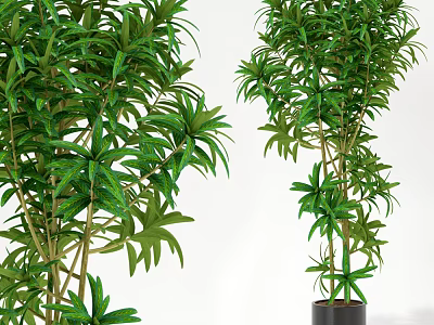 Bonsai Potted Plant With Lush Green Foliage For Indoor Home Decor 3d model