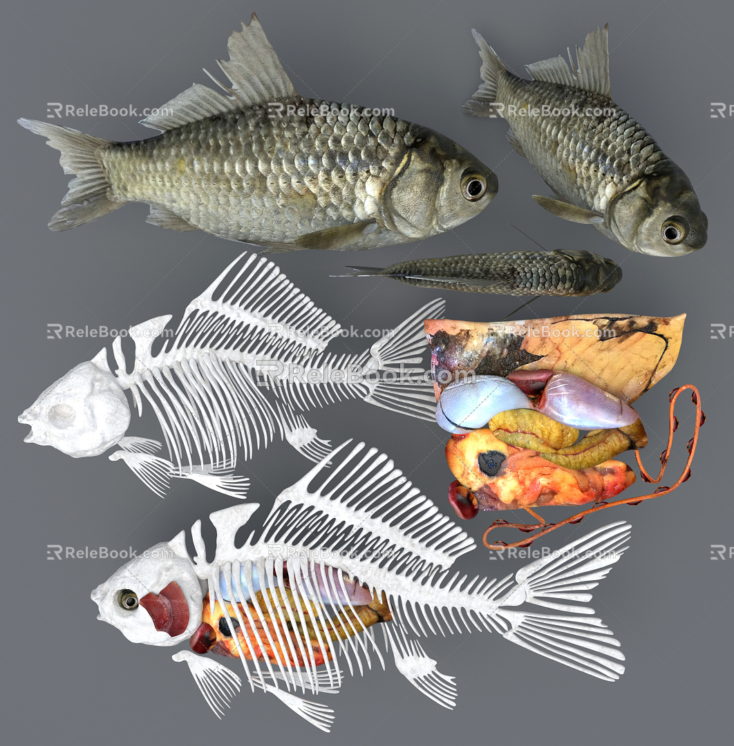 Modern Fish Medical Anatomy of Carassius auratus Skeleton Structure Specimen 3d model