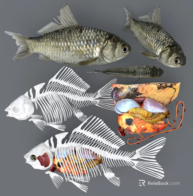 Aquatic Animal Fish Anatomy With Live Specimens Skeleton And Internal Organs Structure 3d model 