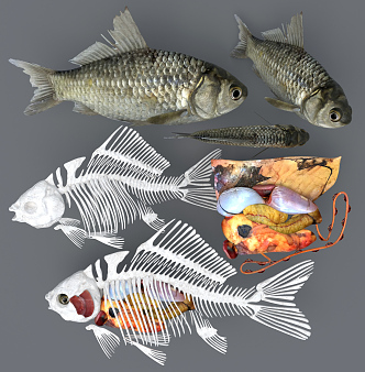 Modern Fish Medical Anatomy of Carassius auratus Skeleton Structure Specimen 3d model