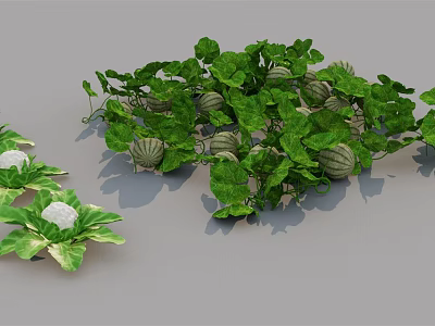 Modern watermelon watermelon cabbage 3d model Modern watermelon watermelon cabbage 3d model