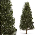 Three Tall Arbor Trees with Lush Green Foliage and Thick Trunks