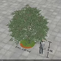 Green Canopy Arbor 1.5m Diameter Base 4.5m Height on Paved Ground with Human Figure 3d model