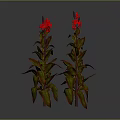 Vibrant Flowering Plants With Red Blooms And Variegated Leaves On Gray Background
