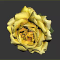 Beautiful Yellow Rose with Green Stem and Leaves on Gray Background
