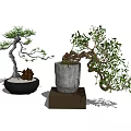 Indoor Bonsai Plants In Ceramic And Concrete Pots With Decorative Base