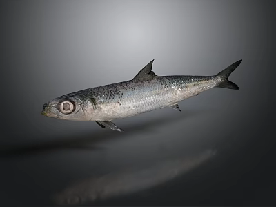 Silver Fish With Large Eyes And Black Spots On Gray Background With Reflection 3d model