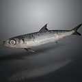 Silver Fish With Large Eyes And Black Spots On Gray Background With Reflection