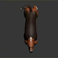 Basset Hound With Orange Brown Coat White Paws Long Ears Short Legs Curled Tail