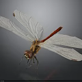 Red Tailed Dragonfly With White Transparent Wings And Orange Body Against Dark Background