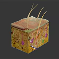 Head Skin Anatomical Structure Displaying Epidermis Dermis Subcutaneous Layers Hair Follicles Blood Vessels And Nerves