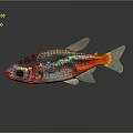 Small Silver Fish With Iridescent Scales And Bright Red Tail On Dark Background