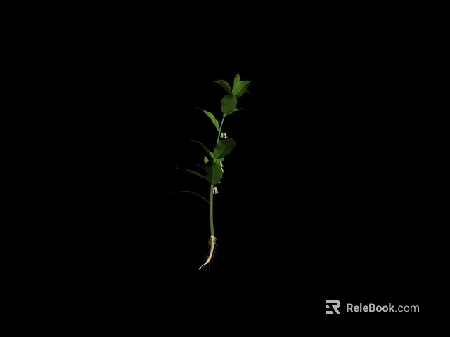 Vibrant Green Seedling Plant With Fresh Leaves And Roots On Black Background 3d model 