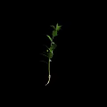 Vibrant Green Seedling Plant With Fresh Leaves And Roots On Black Background
