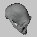 Detailed Brown Animal Skull With Natural Texture And Anatomical Features