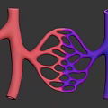 3D Rendered Organ and Hair Anatomical Structure with Vibrant Pink Purple Network Tubular Design