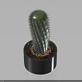 Potted Cactus Plant in Black Pot with Small Pebbles and Soil Against Light Blue Background