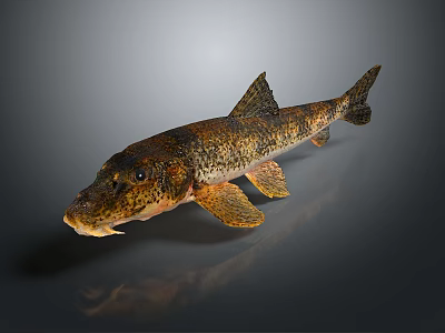 Decorative Fish Figurine As Home Living Room Ornament Decoration Piece 3d model