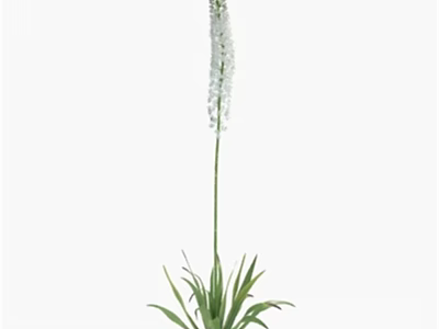 Tall White Flowering Plant With Long Stem And Green Leaves For Indoor Decoration 3d model