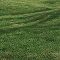 Lush Green Grass Field With Natural Tree Shadows In Sunlight