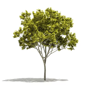 Plant Tree Outdoor Landscape Tree Garden Landscape Tree 3d model