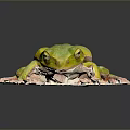 Frog Poison Frog Game Frog Reptile Cold Blooded Animal Reptile 3d model