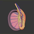 3D Inner Ear Anatomical Medical Device Model with Structural Details for Medical Education