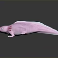 Pink Axolotl with Feathery External Gills and Smooth Skin on Dark Reflective Surface
