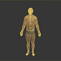 Bald Head Man Standing Shirtless In Dark Shorts On Gray Background