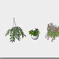 Potted Bonsai Plants with Various Hanging Pots Colorful Flowers and Green Leaves