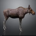 Brown Moose With White Legs Standing On Dark Background With Reflection