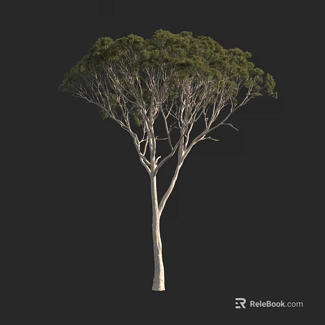 Tall Branched Arbor With Green Foliage And Light Colored Trunk On Black Background 3d model 