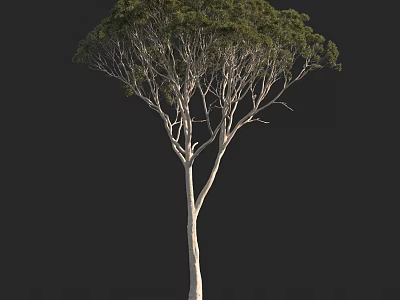 Tall Branched Arbor With Green Foliage And Light Colored Trunk On Black Background 3d model