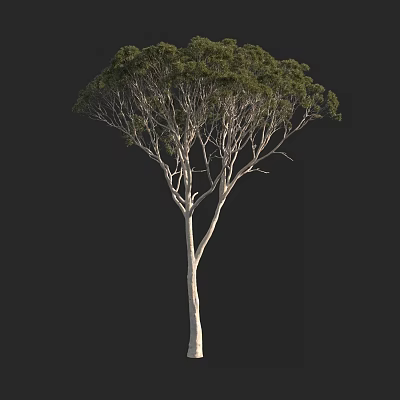 Tall Branched Arbor With Green Foliage And Light Colored Trunk On Black Background 3d model