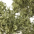 Bonsai Potted Plants With Evergreen Foliage In Stone Pots Of Various Heights For Indoor Decor
